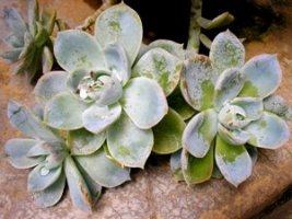 Echeveria – Echeveria spp Curiosidade sobre a Planta