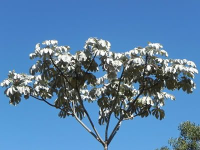 Embauba prateada – Cecropia hololeuca Curiosidade sobre a Planta