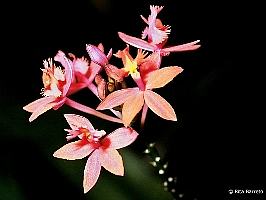 Epidendro – Epidendrum spp Curiosidade sobre a Planta Epidendro – Epidendrum spp Curiosidade sobre a Planta