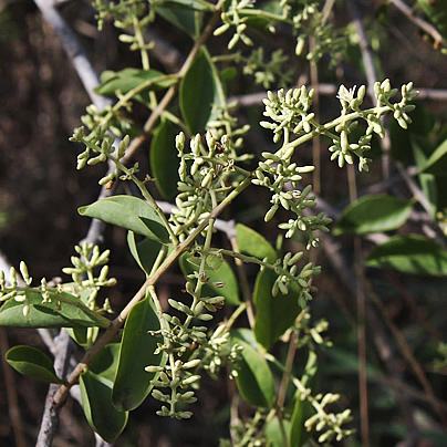 Erva de passarinho – Struthanthus flexicaulis Curiosidade sobre a Planta