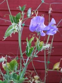 Ervilha de cheiro – Lathyrus odoratus Curiosidade sobre a Planta