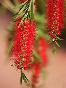 Escova de garrafa – Callistemon spp Curiosidade sobre a Planta