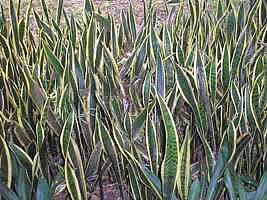 Espada de sao jorge – Sansevieria trifasciata Curiosidade sobre a Planta
