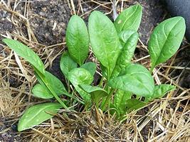 Espinafre – Spinacia oleracea Curiosidade sobre a Planta