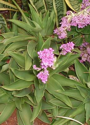Espironema – Callisia warszewicziana Curiosidade sobre a Planta
