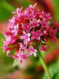 Estrela do egito – Pentas lanceolata Curiosidade sobre a Planta