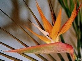 Estrelitzia de lanca – Strelitzia juncea Curiosidade sobre a Planta