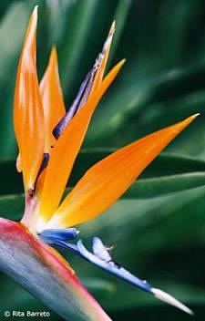 Estrelitzia – Strelitzia reginae Curiosidade sobre a Planta