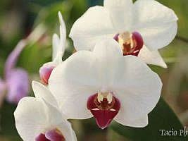 Falenopsis – Phalaenopsis x hybridus Curiosidade sobre a Planta