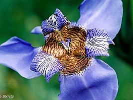 Falso iris – Neomarica caerulea Curiosidade sobre a Planta