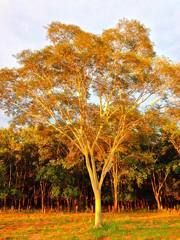 Farinha seca – Albizia niopoides Curiosidade sobre a Planta