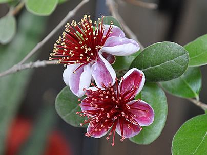 Feijoa – Acca sellowiana Curiosidade sobre a Planta