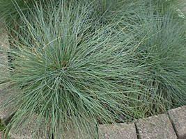 Festuca azul – Festuca glauca Curiosidade sobre a Planta