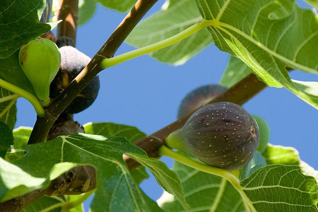 Figueira – Ficus carica Curiosidade sobre a Planta