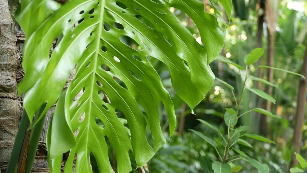 Filodendro Cara de Cavalo Filodendro Cara de Cavalo – Philodendron panduriforme