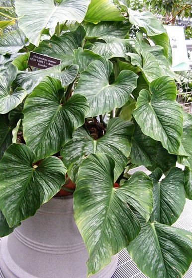 Filodendro nuvem cinza – Philodendron mamei Curiosidade sobre a Planta