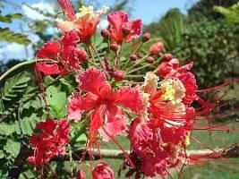 Flamboianzinho – Caesalpinia pulcherrima Curiosidade sobre a Planta Flamboianzinho – Caesalpinia pulcherrima Curiosidade sobre a Planta