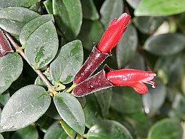 Flor batom – Aeschynanthus radicans Curiosidade sobre a Planta
