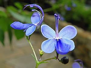 Flor borboleta – Rotheca myricoides Curiosidade sobre a Planta