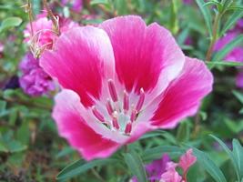 Flor de cetim – Clarkia amoena Curiosidade sobre a Planta