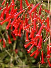 Flor de coral – Russelia equisetiformis Curiosidade sobre a Planta