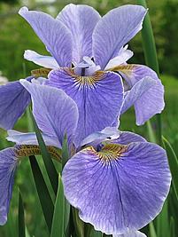 Flor de lis da siberia – Iris sibirica Curiosidade sobre a Planta