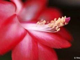 Flor de maio – Schlumbergera truncata Curiosidade sobre a Planta