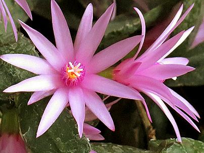 Flor de outubro – Hatiora rosea Curiosidade sobre a Planta