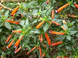 Flor de santo antonio – Cuphea ignea Curiosidade sobre a Planta