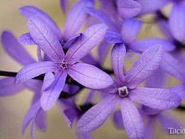 Flor de sao miguel – Petrea volubilis Curiosidade sobre a Planta