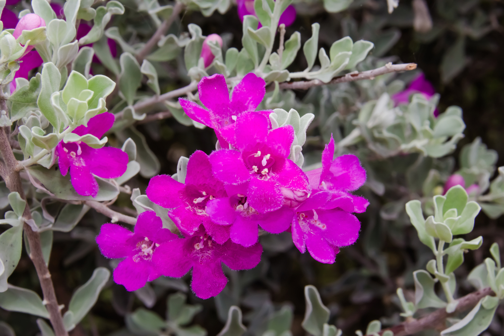 Folha de prata flor – Leucophyllum frutescens 2 Folha de prata flor – Leucophyllum frutescens 2