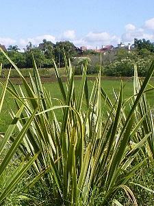 Formio – Phormium tenax Curiosidade sobre a Planta