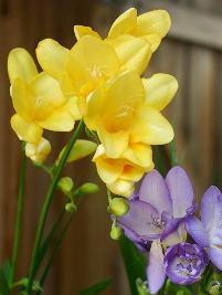 Fresia – Freesia x hybrida Curiosidade sobre a Planta