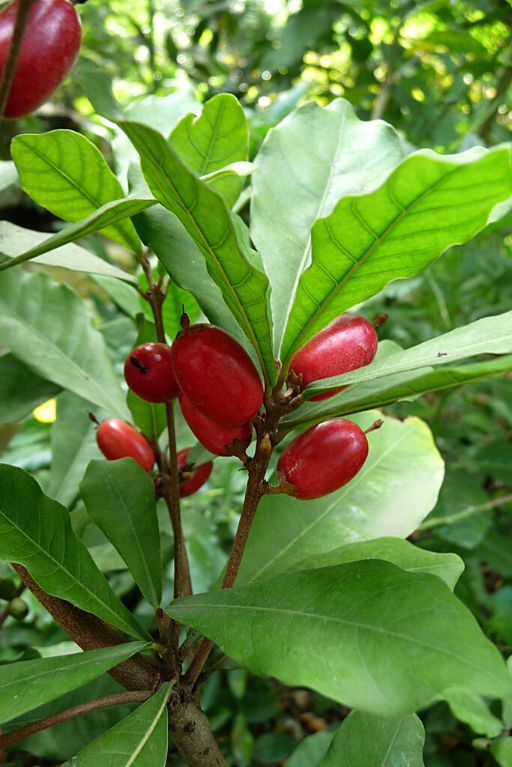 Fruta do milagre – Synsepalum dulcificum Curiosidade sobre a Planta
