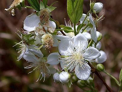 Gabiroba – Campomanesia pubescens Curiosidade sobre a Planta