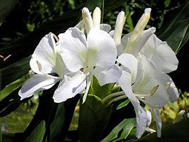 Gengibre branco – Hedychium coronarium Curiosidade sobre a Planta Gengibre branco – Hedychium coronarium Curiosidade sobre a Planta