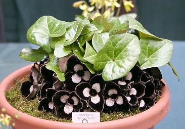 Gengibre cara de panda – Asarum maximum Curiosidade sobre a Planta Gengibre cara de panda – Asarum maximum Curiosidade sobre a Planta