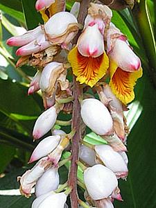 Gengibre concha – Alpinia zerumbet Curiosidade sobre a Planta Gengibre concha – Alpinia zerumbet Curiosidade sobre a Planta