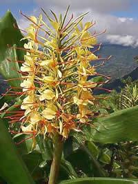 Gengibre de kahili – Hedychium gardnerianum Curiosidade sobre a Planta Gengibre de kahili – Hedychium gardnerianum Curiosidade sobre a Planta