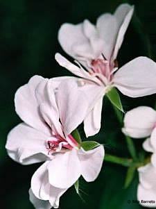 Geranio pendente – Pelargonium peltatum Curiosidade sobre a Planta Geranio pendente – Pelargonium peltatum Curiosidade sobre a Planta