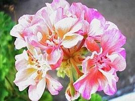Geranio – Pelargonium hortorum Curiosidade sobre a Planta Geranio – Pelargonium hortorum Curiosidade sobre a Planta