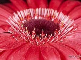 Gerbera – Gerbera hybrida Curiosidade sobre a Planta Gerbera – Gerbera hybrida Curiosidade sobre a Planta