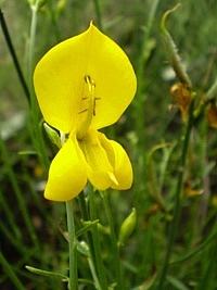 Giesta – Spartium junceum Curiosidade sobre a Planta Giesta – Spartium junceum Curiosidade sobre a Planta