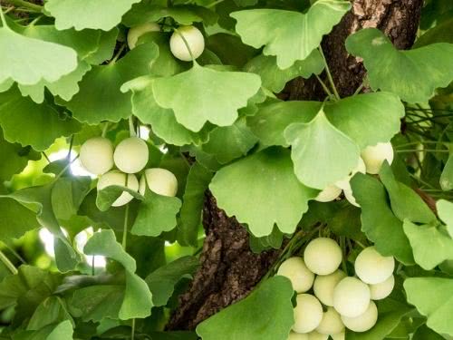 Ginkgo – Ginkgo biloba Curiosidade sobre a Planta Ginkgo – Ginkgo biloba Curiosidade sobre a Planta