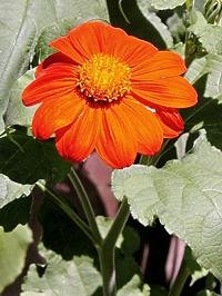 Girassol-mexicano – Tithonia rotundifolia: Curiosidade sobre a Planta 1 Girassol mexicano – Tithonia rotundifolia Curiosidade sobre a Planta