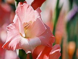 Gladiolo – Gladiolus x hortulanus Curiosidade sobre a Planta Gladiolo – Gladiolus x hortulanus Curiosidade sobre a Planta