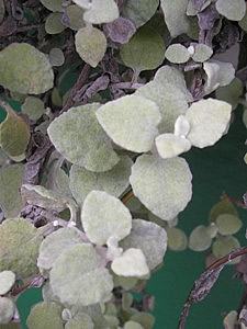 Gnafalio – Helichrysum petiolatum Curiosidade sobre a Planta