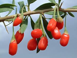 Goji – Lycium barbarum Curiosidade sobre a Planta