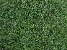 Grama azul – Poa pratensis Curiosidade sobre a Planta