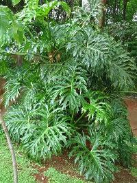 Guaimbe – Philodendron bipinnatifidum Curiosidade sobre a Planta